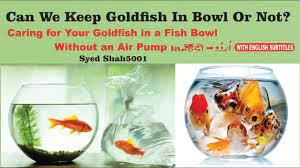 Depending upon the quality of water in your area you can ask the local pet store to suggest proper chemical for eliminating the chlorine contents from water. Goldfish Bowl Caring Fish In Fish Bowl Without Pump Can We Keep Goldfish In Bowl Or Not Youtube