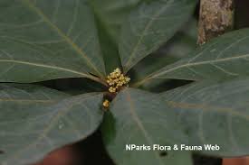 Image result for Actinodaphne