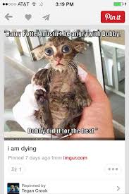 Wet Cat Harry Potter Jokes Harry Potter Funny Harry Potter Memes