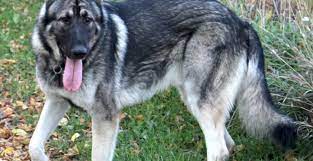 Check spelling or type a new query. Silver German Shepherd What Should You Do To Get This Rare