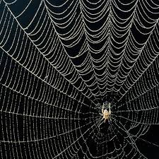 They are considered the most venomous spider in north america. Why Spiders Decorate Their Webs