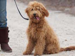 Maybe you would like to learn more about one of these? Goldendoodle Golden Retriever Poodle Goldendoodle Mixed Breed Dogs Mini Goldendoodle