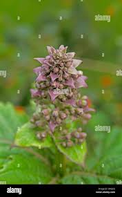 Image result for Rotheca