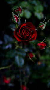 Pink beautiful pictures of rose image download free cute and soft flower images pink rose images best pink rose flowers images picture pics wallpaper full hd. 720x1280 Mobile Wallpaper Phone Background Rose Flower Wallpaper Red Roses Wallpaper Flower Wallpaper