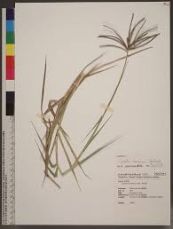 Image result for Cynodon nlemfuensis