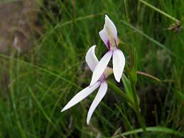 Image result for Brownleea maculata