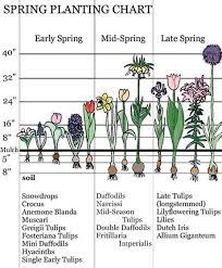 Spring Flower Bulbs To Plant In Fall Planting Guide The Old Farmer S Almanac Spring Bulbs Garden Fall Bulbs Early Spring Flowers