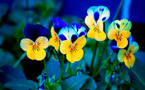 Beautiful space view hd desktop wallpaper : Hd Wallpaper High Definition Wallpapers Laptop Wallpaper Desktop Gallery Pansies Beautiful Wallpaper Wallpaper Flare