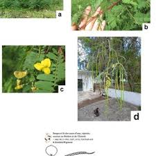 Image result for Sesbania keniensis