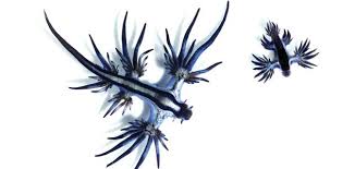 Maybe you would like to learn more about one of these? Glaucus Atlanticus Science Picture Of The Week Science Smithsonian Magazine