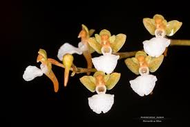 Image result for Microcoelia megalorrhiza