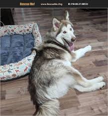 Giant alaskan malamutes make the best family pets. Rescue Me Alaskan Malamute Rescue Home Facebook