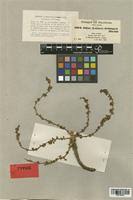 Image result for Lannea schimperi