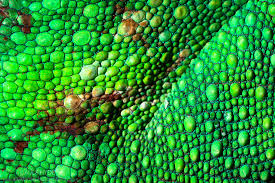 「http://pantherchameleon.de skim」的圖片搜尋結果