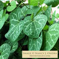 Image result for Aristolochia hockii