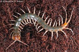 Image result for Searsia longipes