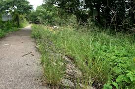 Image result for Eragrostis cylindriflora