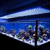 The light you get from an aquarium lamp is important for making sure that the. 1