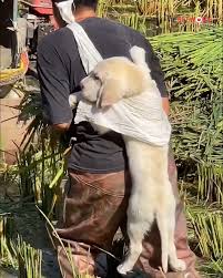 Doggy dengan jiwa semangat perusak barang 😲