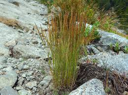 Image result for Agrostis