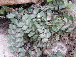 Image result for Adiantum incisum