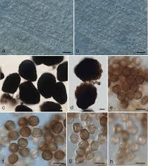 Image result for Euclasta condylotricha