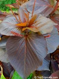 Image result for Acalypha allenii