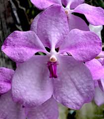Image result for Vanda coerulea
