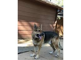 Maybe you would like to learn more about one of these? Amazing Akc German Shepherd Puppies Animals Houston Texas Announcement 132590