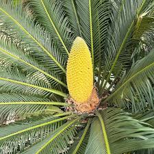 Image result for Cycas