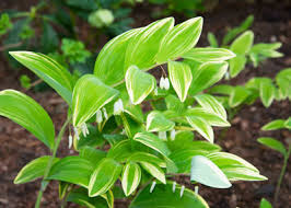 Solomon's seal as a plant is known as: Plant Of The Week Solomon S Seal Neil Sperry S Gardens