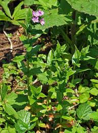 Image result for Epilobium stereophyllum