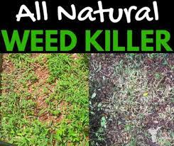 Is this type of natural weed killer safe to use and effective? 3 Ingredient Natural Weed Killer Homemade Weed Killer Recipe