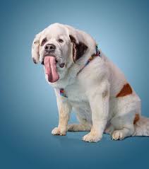When It Comes To Long Tongues This Dog Licks All The Competition Really Big Dogs Dogs Pet News