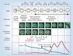 Morula Development Embryology