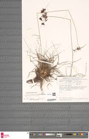 Image result for Cyperus tenax