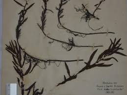 Image result for Laurembergia tetrandra