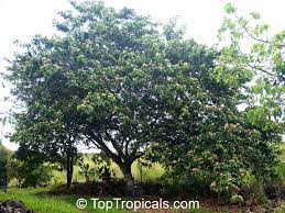I know that it's leguminous, nitrogen fixing and a beautiful large tree. Inga Feuilleei Inga Edulis Ice Cream Bean Inga Guama Guaba Toptropicals Com