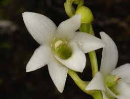 Image result for Brachycorythis rhodostachys