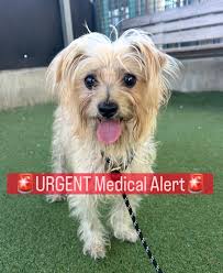 🚗🚨 Transport Needed! This sweet little stray was recently spayed through  a clinic sponsored by @caravitafoundation at @catcburbank She is so  friendly 😍 The amazing @del.gato.rescue has offered to take her in