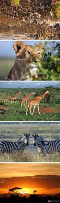 Must Visit This Amazing Continent African Animals Animals Beautiful Animals Wild