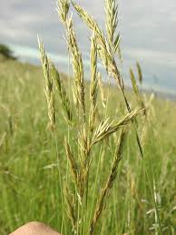 Image result for Anthoxanthum