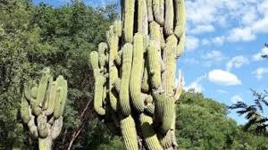 Los cactus altos son una maravilla, ¿no crees? Desde Las Redes El Gobernador Jalil Nos Muestra El Cardon Mas Alto De Sudamerica El Pucara