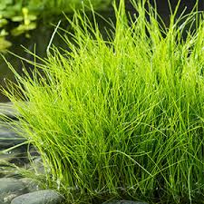 Image result for Eleocharis variegata
