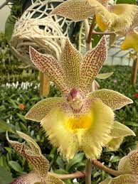 Image result for Habenaria livingstoniana