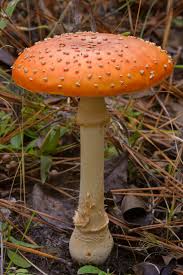 Image result for Fadogia arenicola