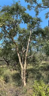 Image result for Heteropyxis natalensis