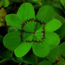 Find illustrations of good luck. 492 Good Luck Clovers Photos Free Royalty Free Stock Photos From Dreamstime