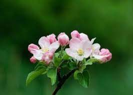 The lack of fruit is likely due to the absence of flowers, poor pollination or low temperatures during bloom. My Gala Apple Tree Produces Flowers But No Fruit Apple Tree Blossoms Apple Blossom Flowers