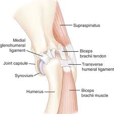 Joint capsule, passes under the transverse humeral ligament and descends in the intertubercular. Shoulder Injuries In Dogs Ridge Referrals